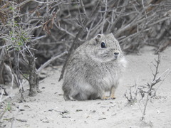 Microcavia australis