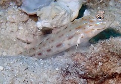 Ctenogobiops crocineus