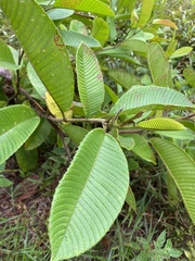 Dilleniaceae