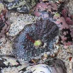 Actinostella bradleyi