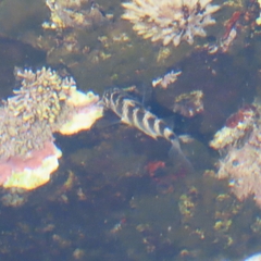 Abudefduf declivifrons