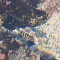 Abudefduf declivifrons