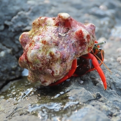 Calcinus californiensis