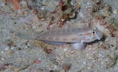 Gnatholepis cauerensis