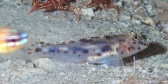 Fusigobius maximus