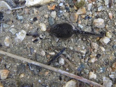 Pseudacris cadaverina