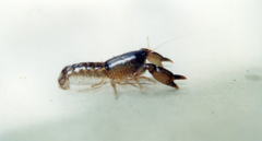Tenuibranchiurus glypticus