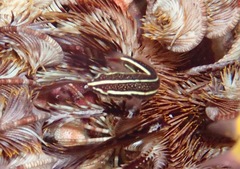 Lepadichthys lineatus