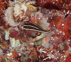 Lepadichthys lineatus