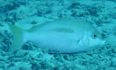 Scolopsis monogramma