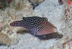 Canthigaster petersii