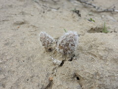 Pterocactus valentini