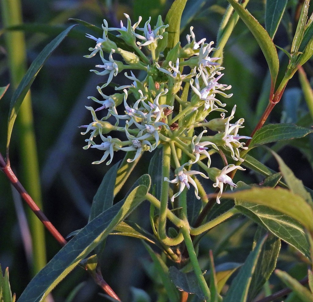 Oxypetalum macrolepis