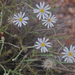 Leastdaisies - Photo (c) Jerry Oldenettel, some rights reserved (CC BY-NC-SA)