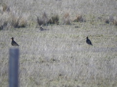 Oreopholus ruficollis