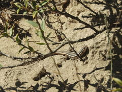 Liolaemus gracilis