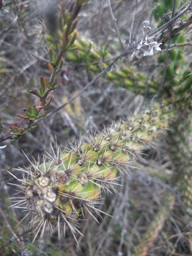 California cholla (Cylindropuntia californica)