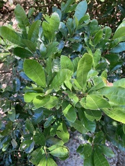 Chrysophyllum gonocarpum