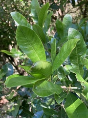 Chrysophyllum gonocarpum