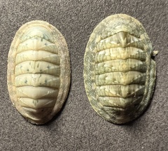 Rhyssoplax linsleyi