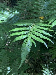 Pteris deflexa