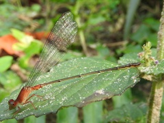 Ceriagrion obfuscans
