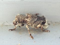 Aesiotes leucurus