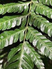 Pteris deflexa
