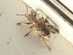 Aesiotes leucurus