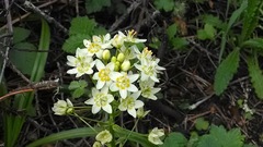 Toxicoscordion fremontii