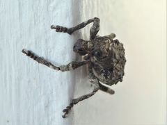 Aesiotes leucurus