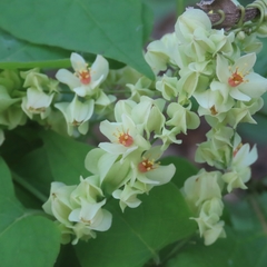 Antigonon flavescens