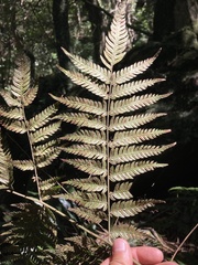 Pteris deflexa