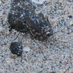Cicindela carthagena