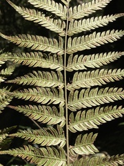 Pteris deflexa