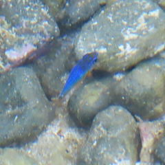 Microspathodon bairdii