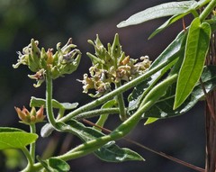Oxypetalum macrolepis