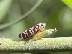 Agrosoma placetis