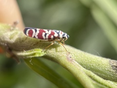 Agrosoma placetis