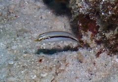Halichoeres scapularis