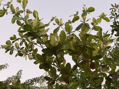 Image of Terminalia catappa