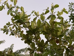 Media resource of Terminalia catappa