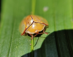 Paraselenis axillaris
