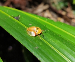 Paraselenis axillaris