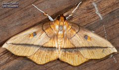 Midila poppaea