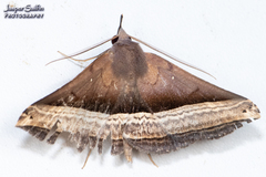 Pterhemia schausialis