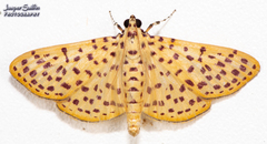 Polygrammodes eleuata