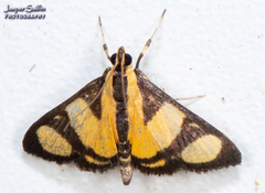 Phostria