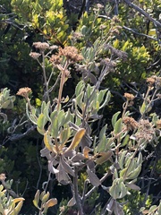 Eriodictyon traskiae smithii