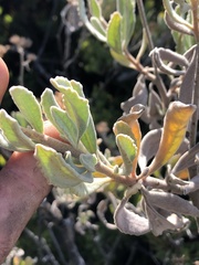 Eriodictyon traskiae smithii